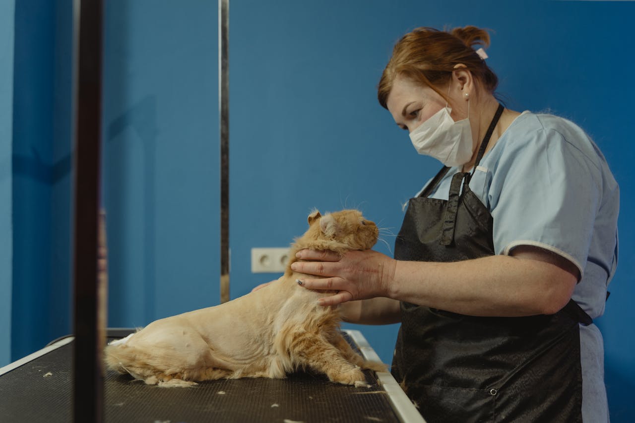 Woman in Blue Polo Shirt Holding Brown Long Coated Dog